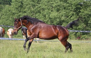 Konie-dwor-trzesniow (15)