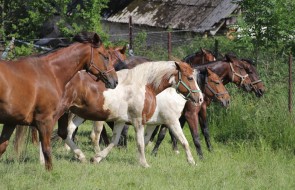 Konie-dwor-trzesniow (17)