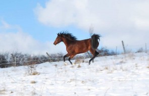 Konie-dwor-trzesniow (3)